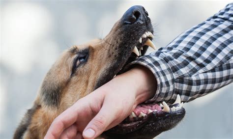 Understanding Dog Bite Lawsuits: How to Seek Compensation for Injuries